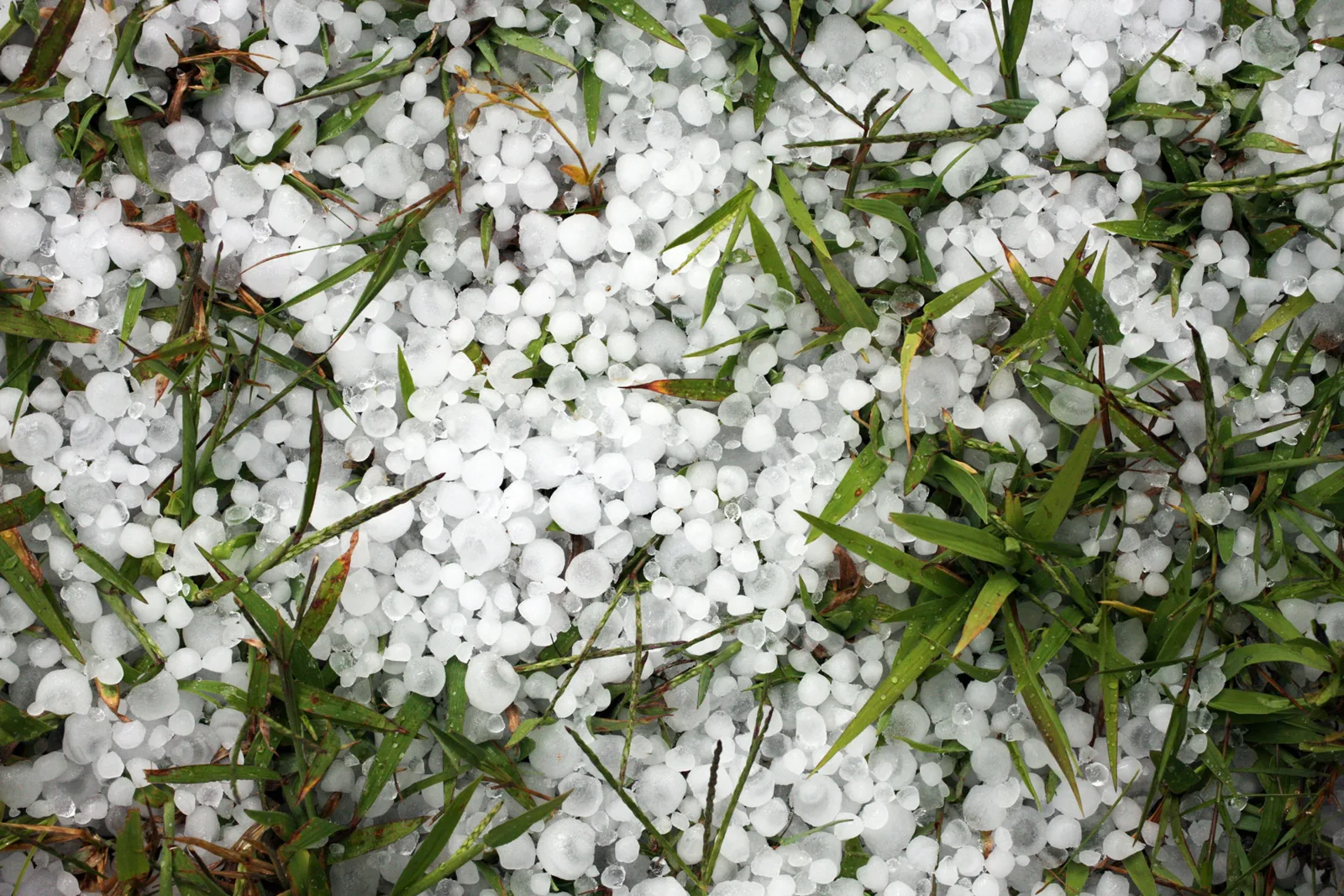 Hagelkörner auf einer Wiese nach dem Gewitter vom 28.08.2026 im Raum Asperg